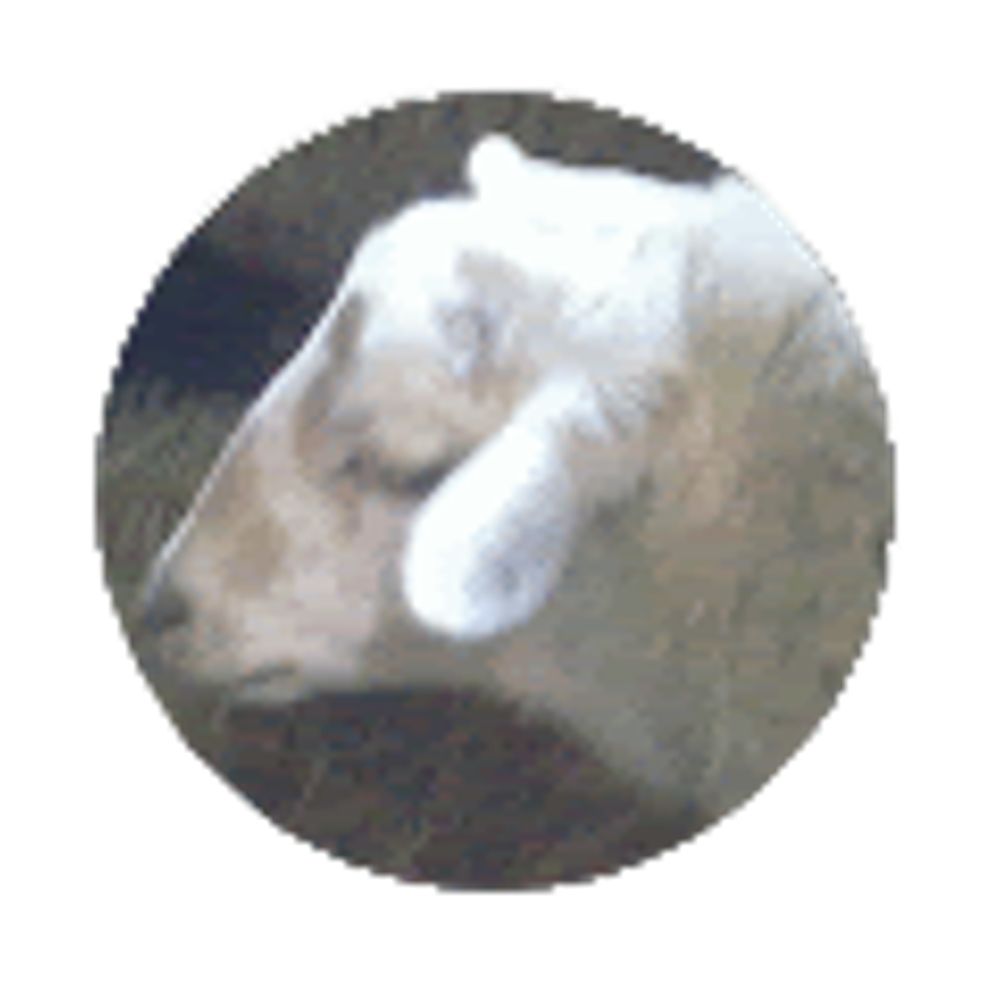 User avatar