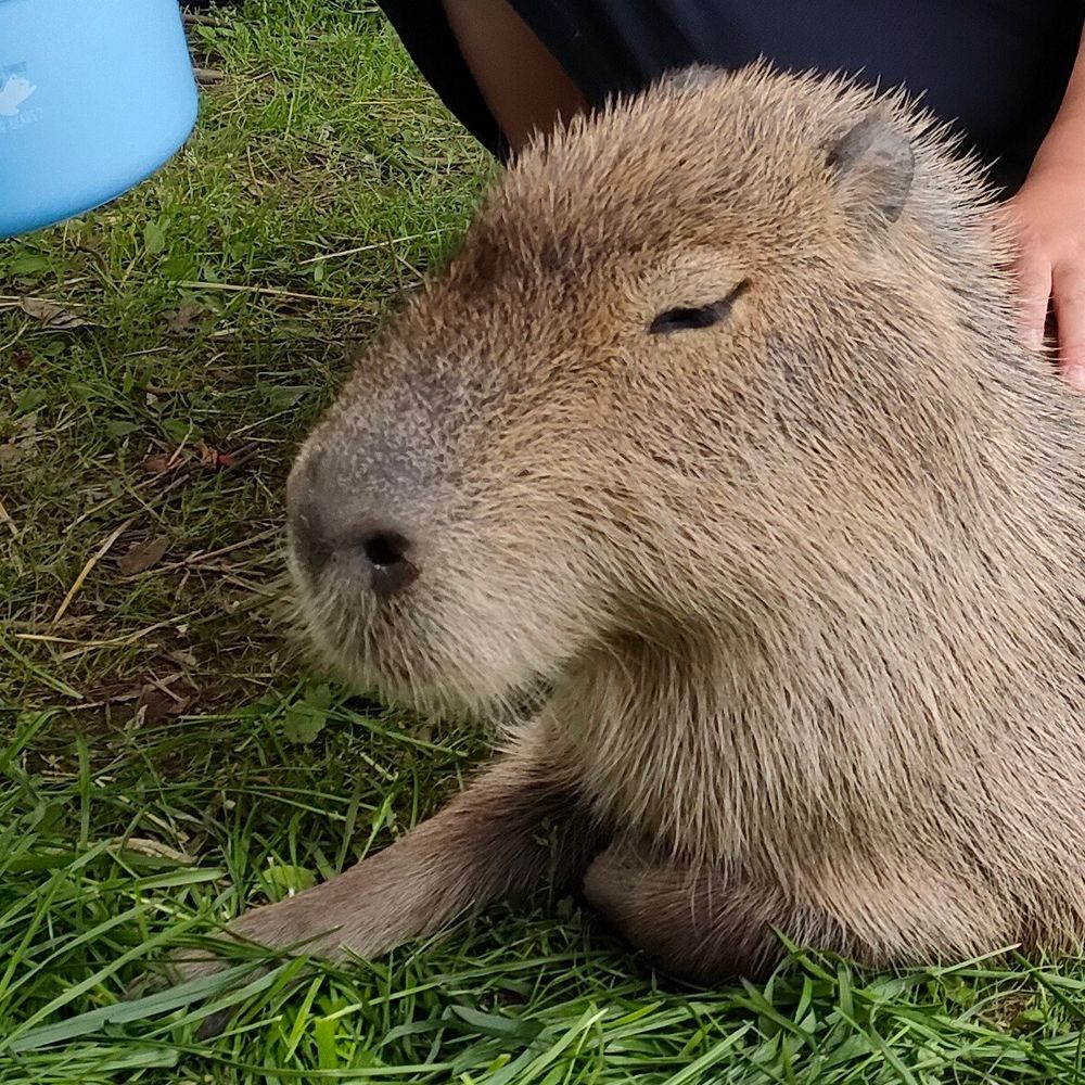 カピ
