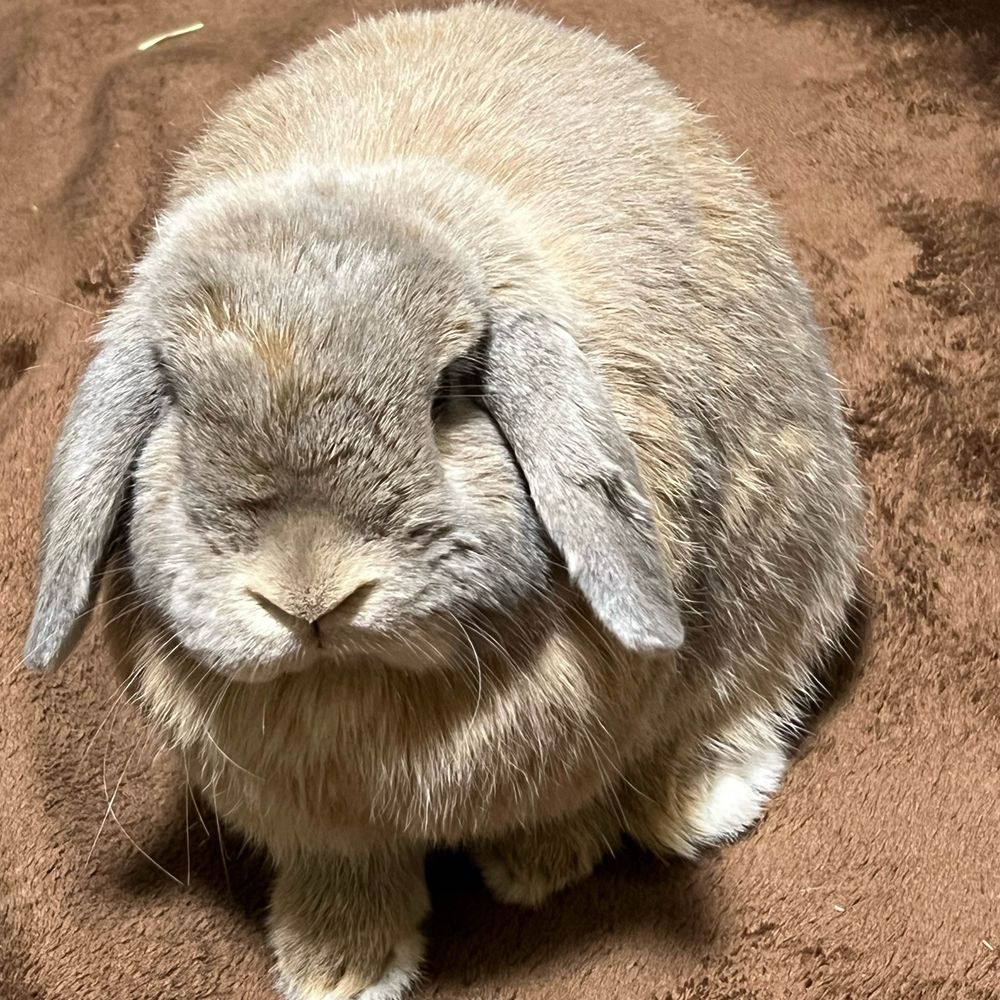 のぶりん