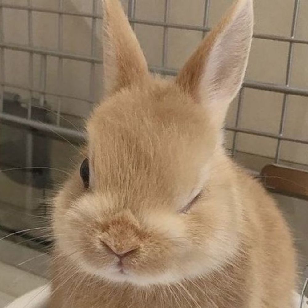 Lucy (nucarniwhre) 🐰