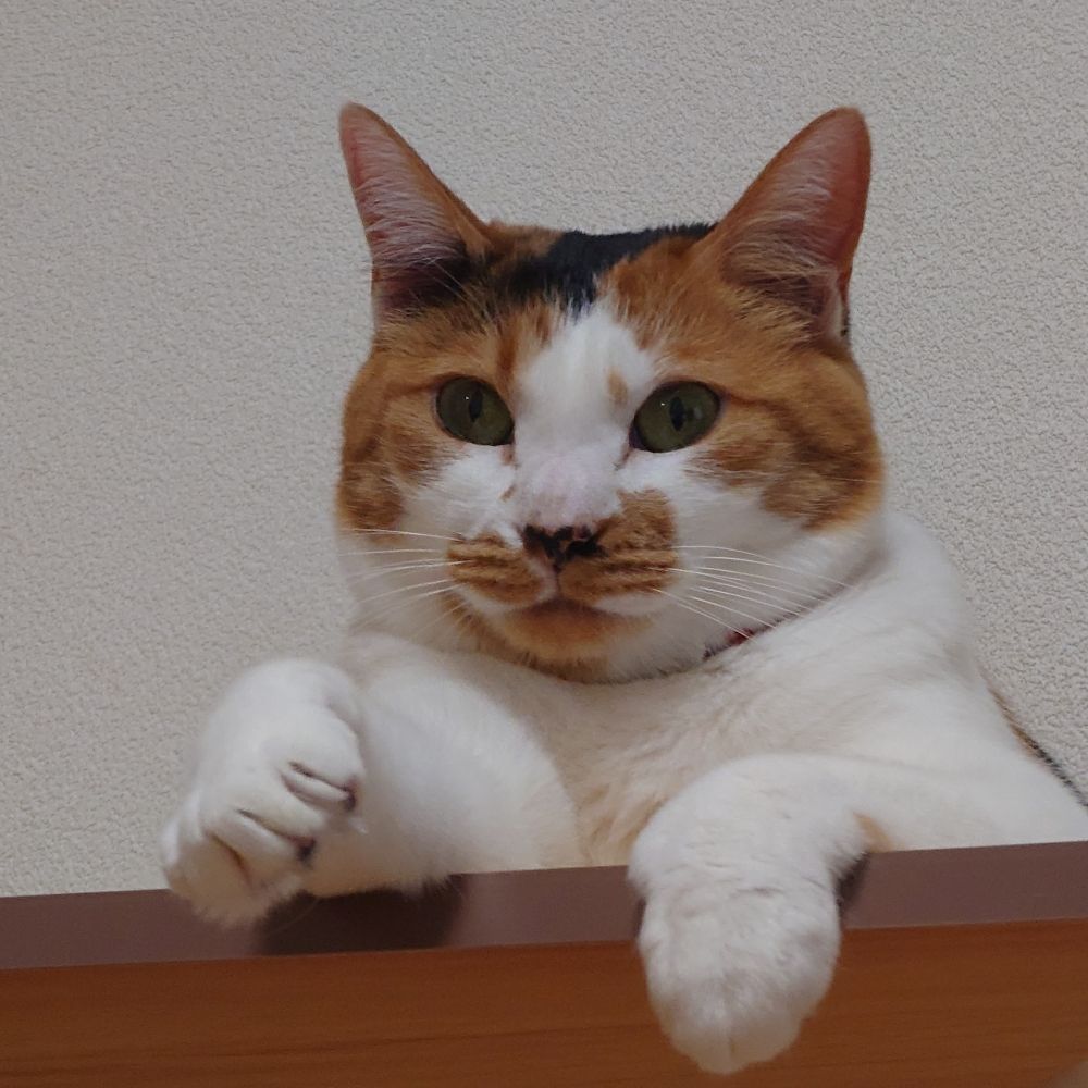 モモ♡