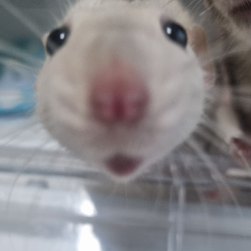 량군