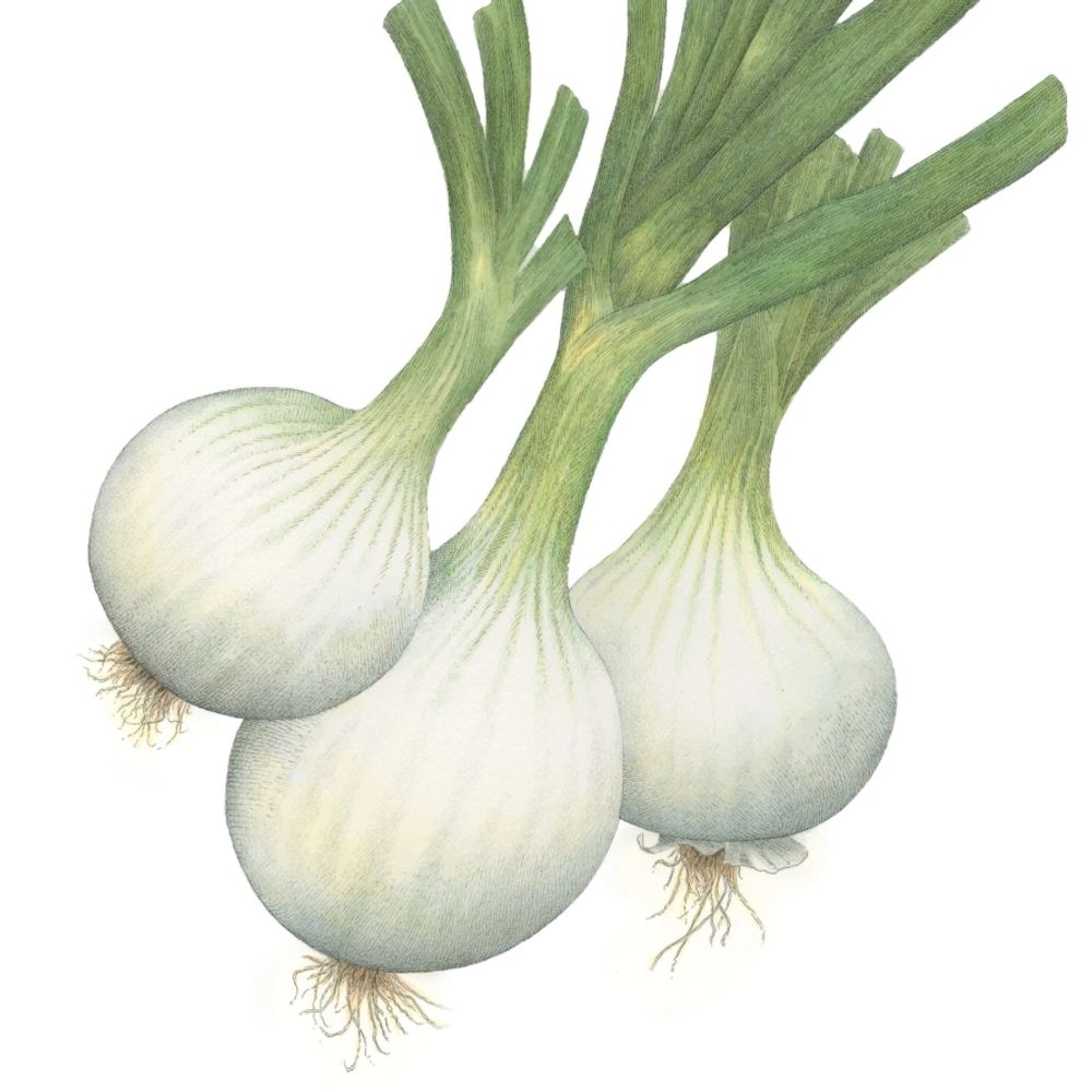 Well-Regulated Onion
