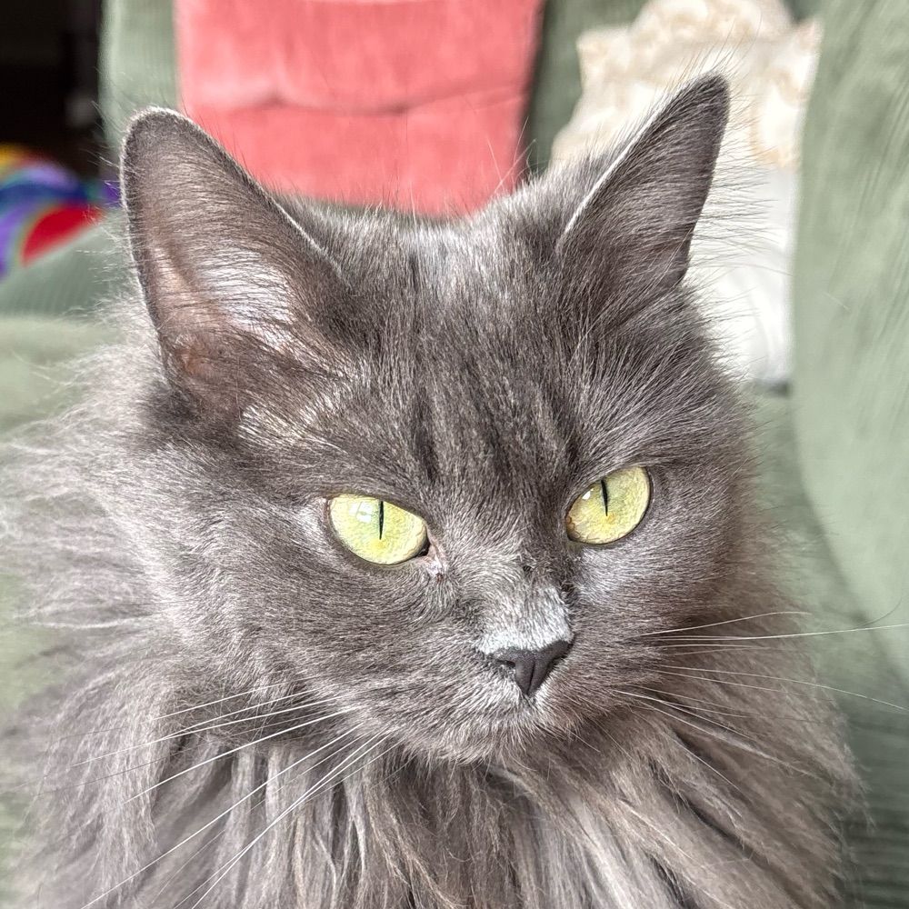 Pepper