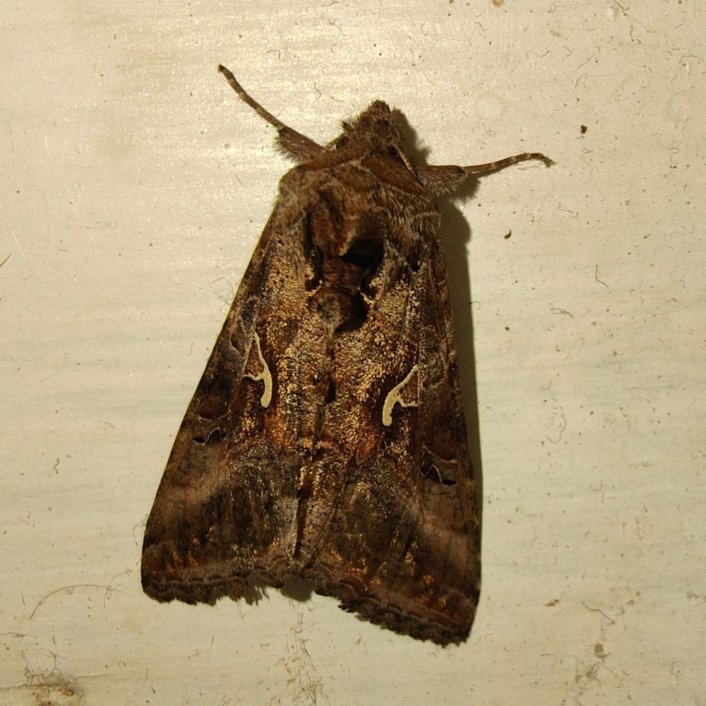 Moth Sprimkle