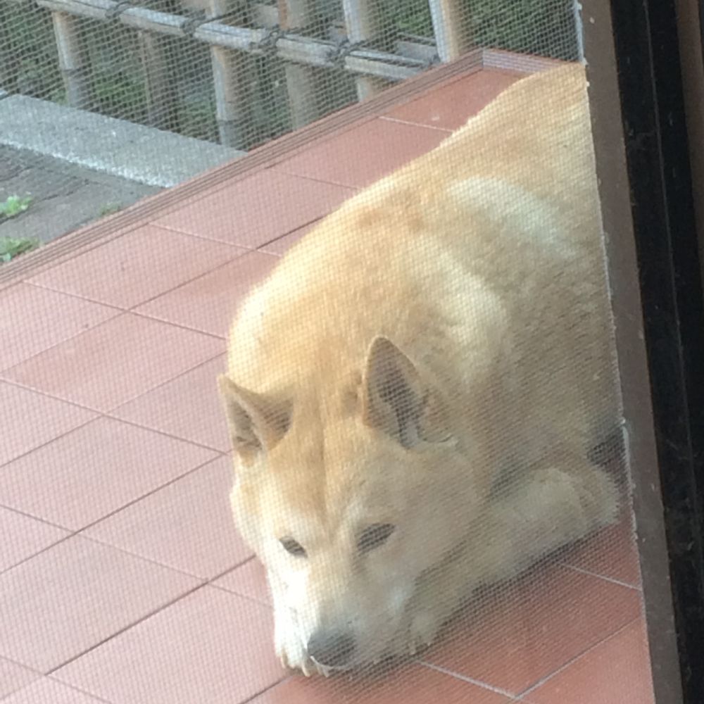 あめこ