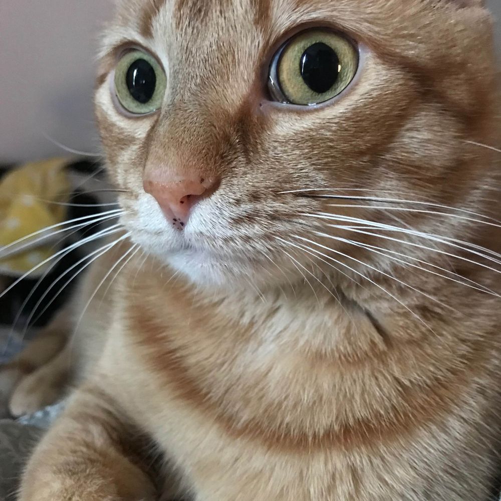 Jesse