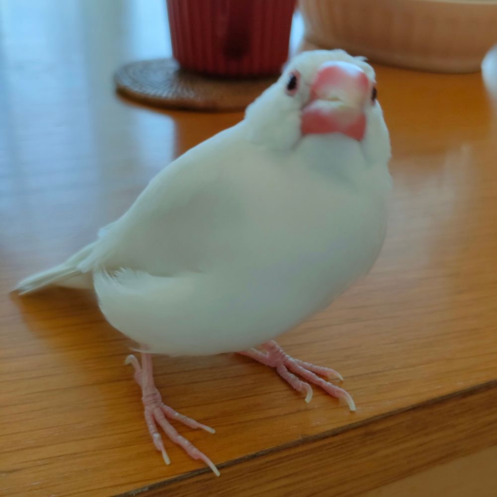 すずめ