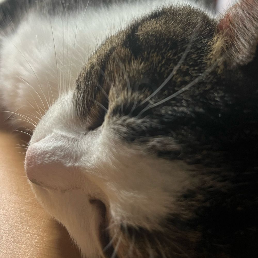 おでお