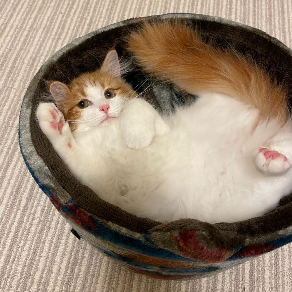 みふぁ