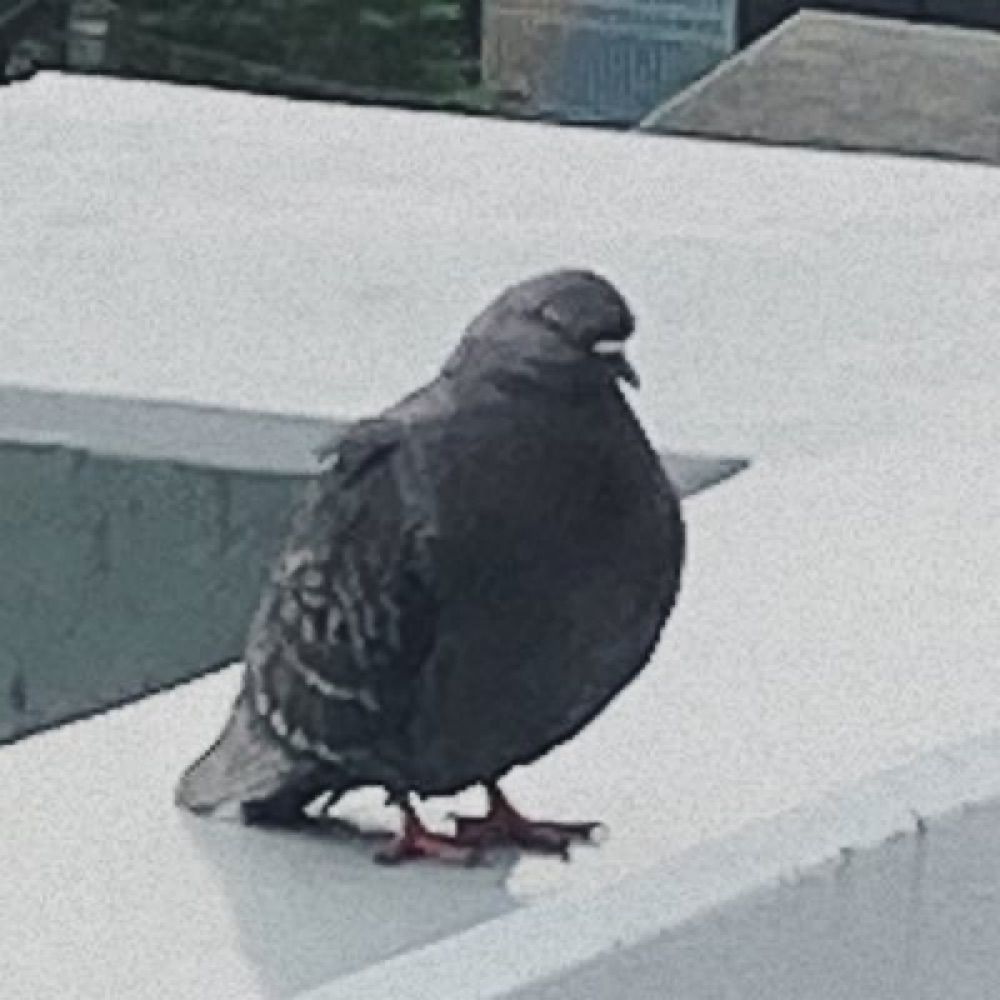 ふくろくん