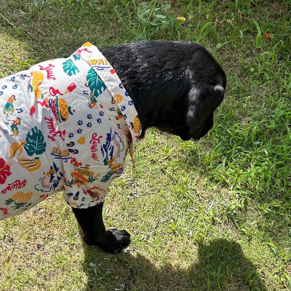 なちゃんだょ