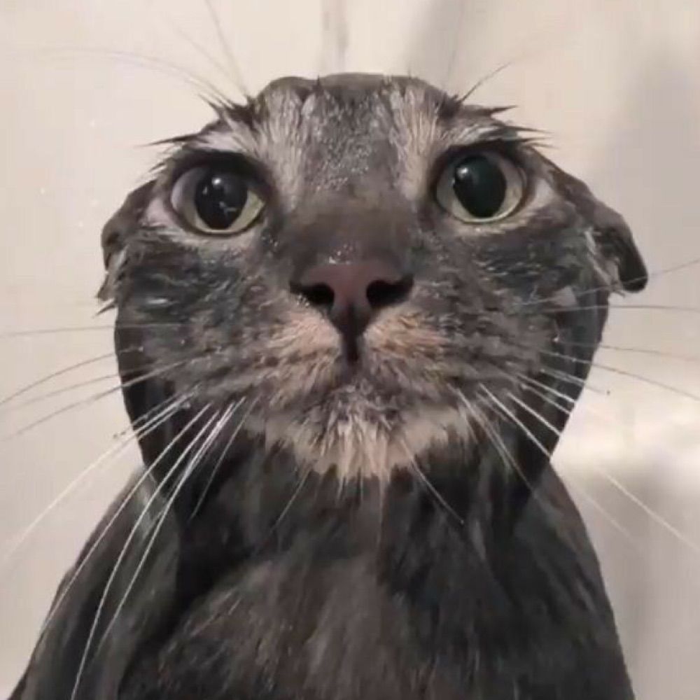 scampi