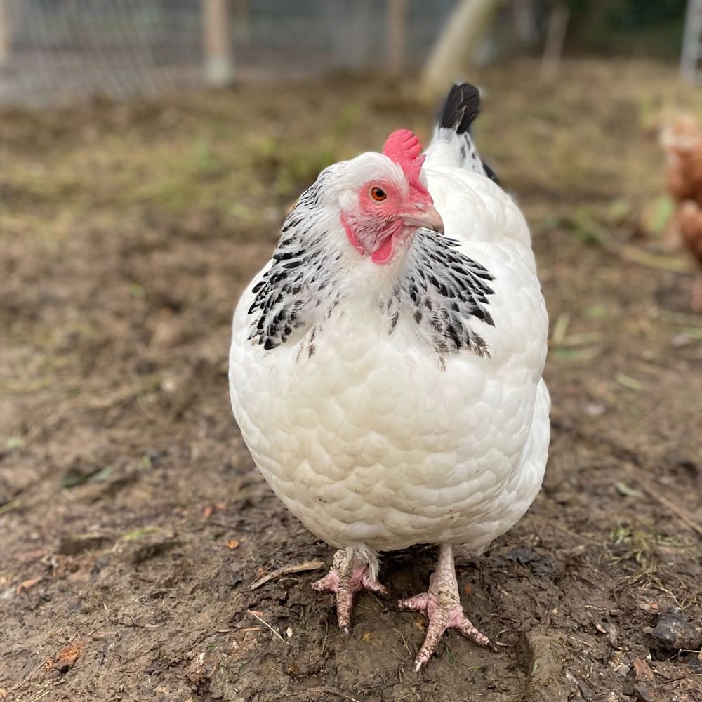 Oxford City Farm