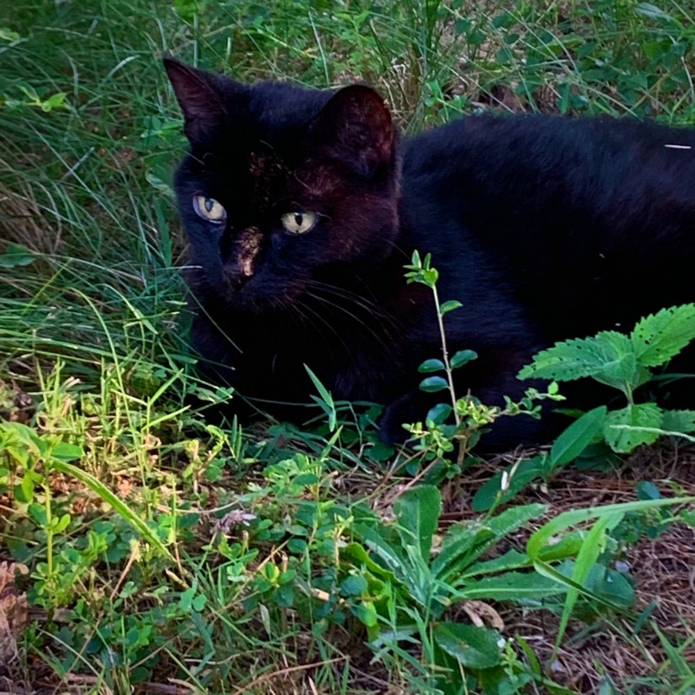 Lentil