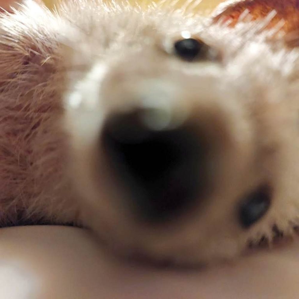 페리