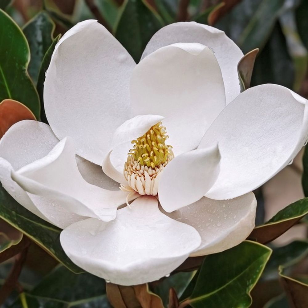 M. grandiflora