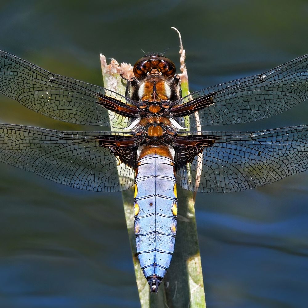Dragonflies & Damselflies