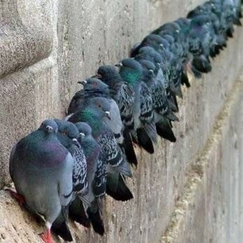 Flock of Pigeons