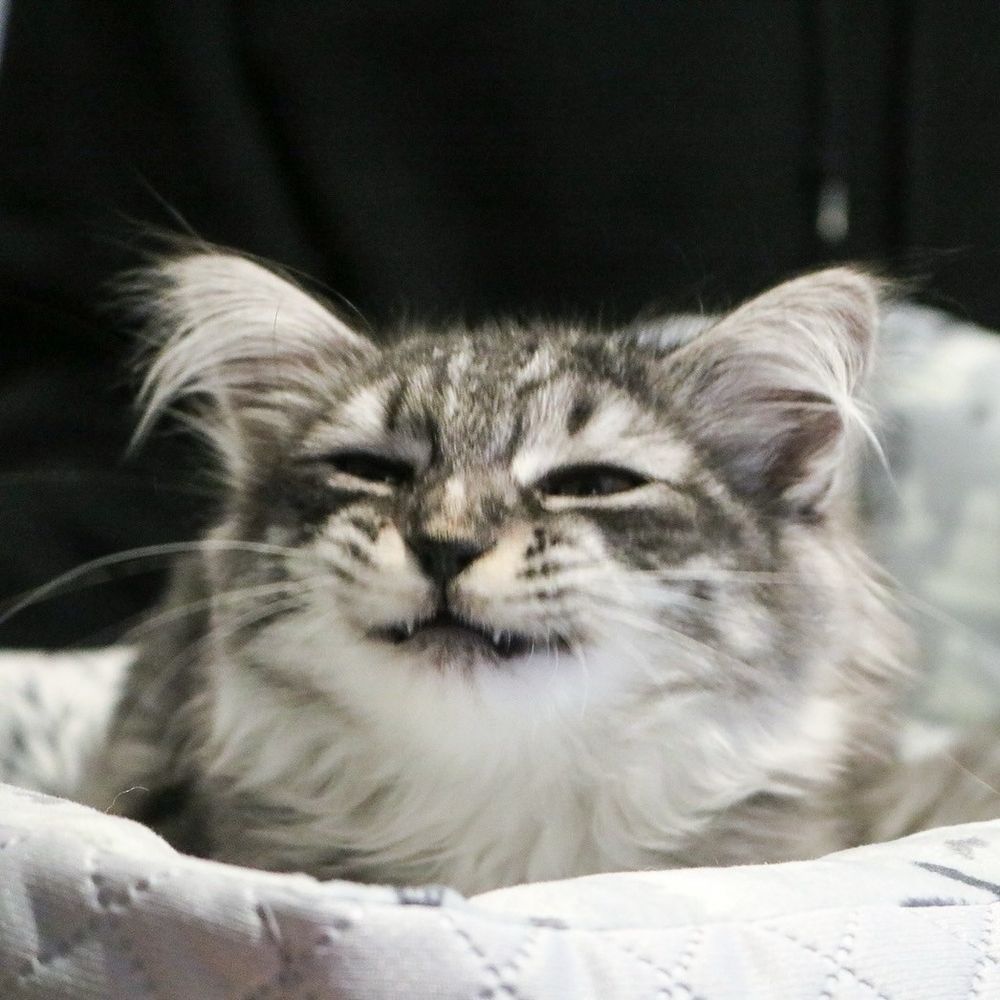 だいこん