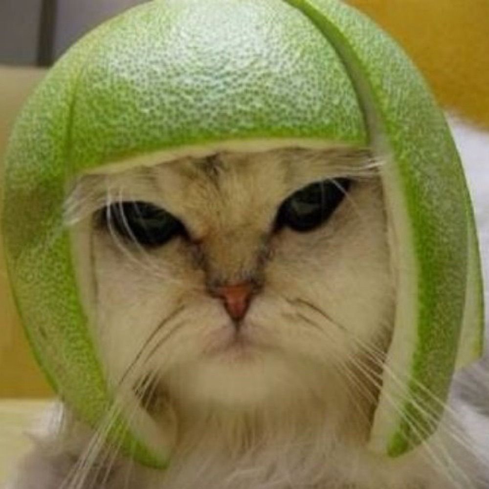 TKMcKitty