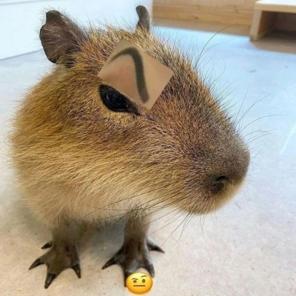 Capivara Albina 