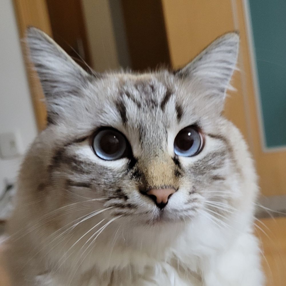もい
