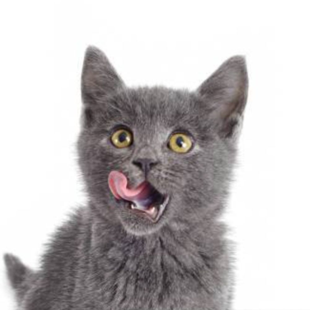 graykat