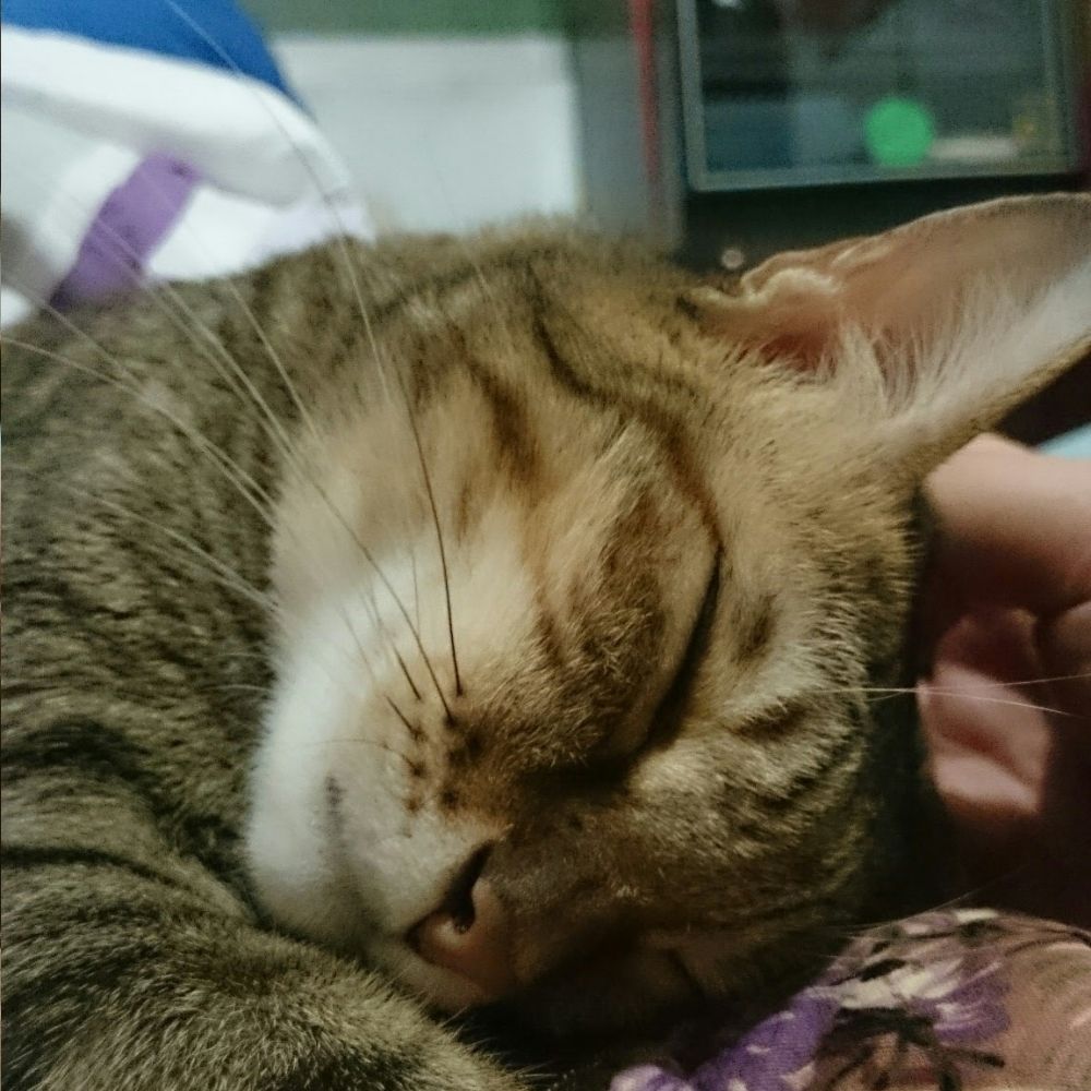 芮塔