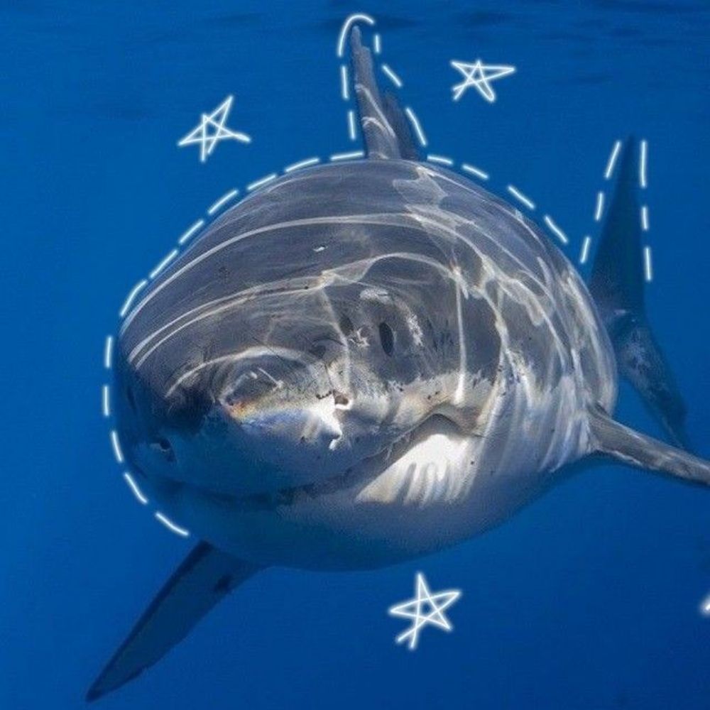 Nautical 🦈