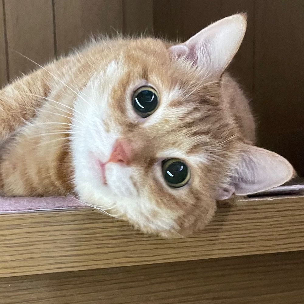 あんこ