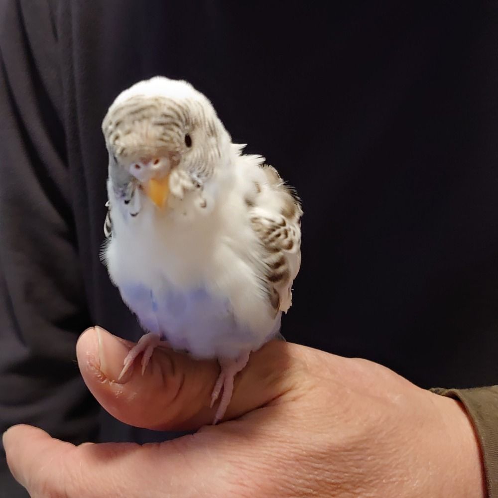 つばさ
