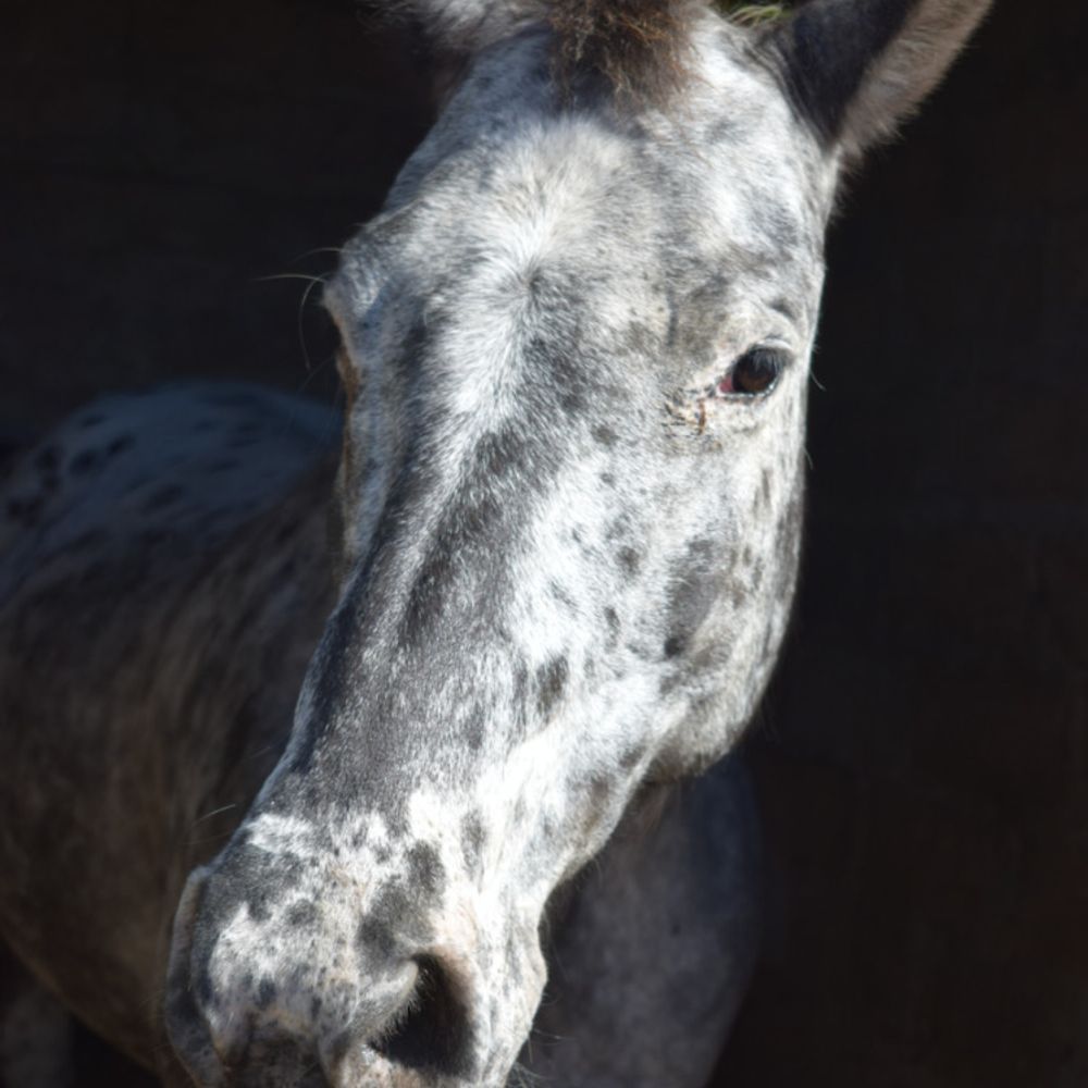 Chronically Equine 