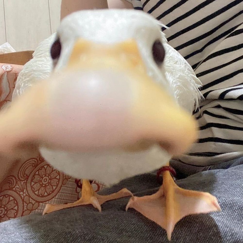 Sam
