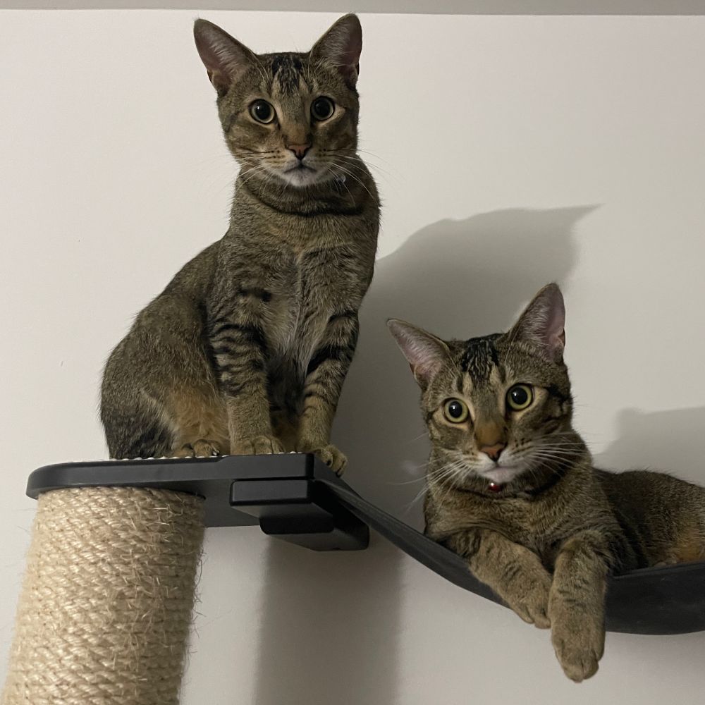 Lurker in the Cats