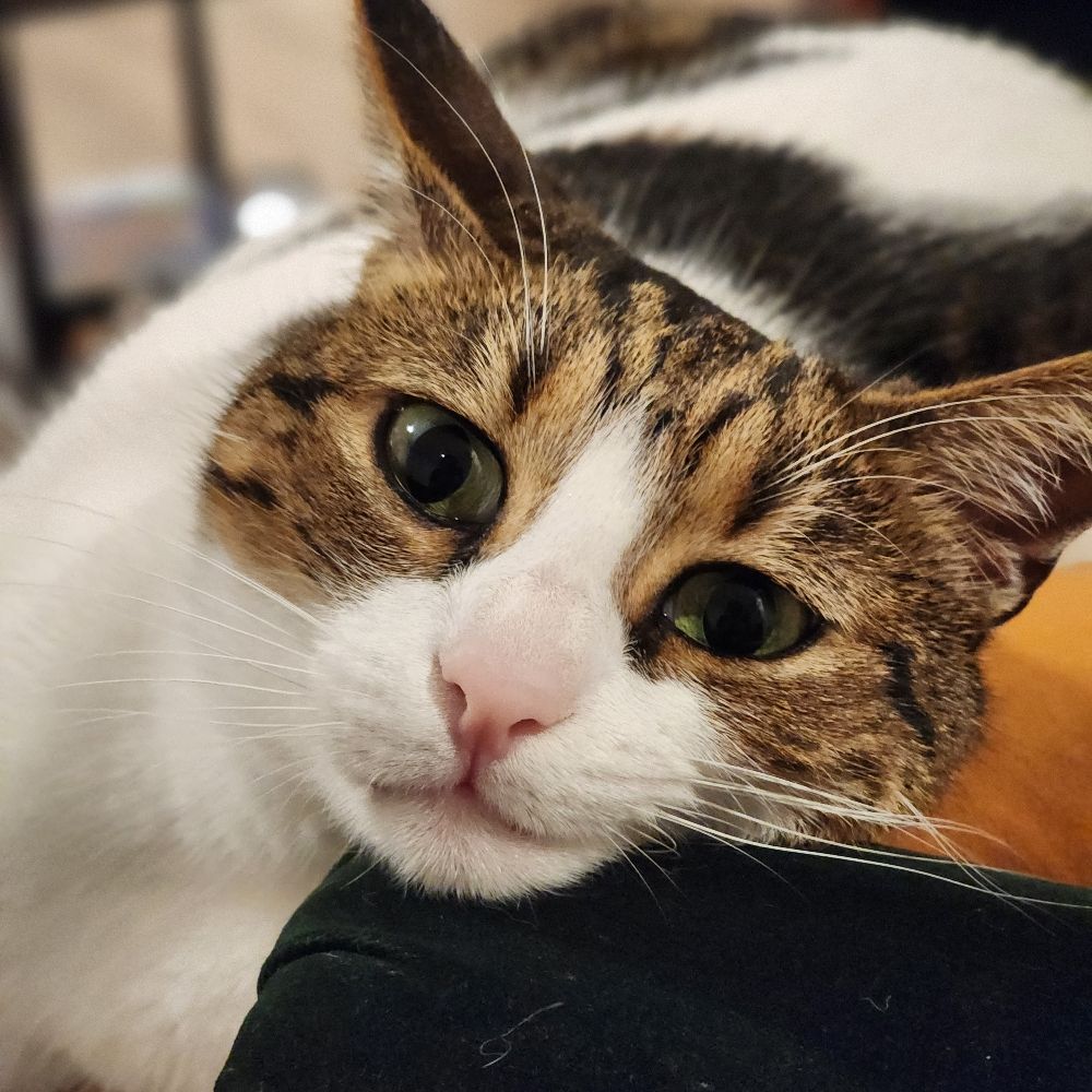 Mine