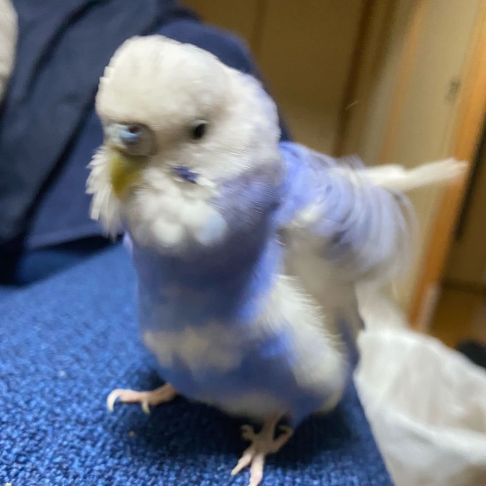 てらちきぬ