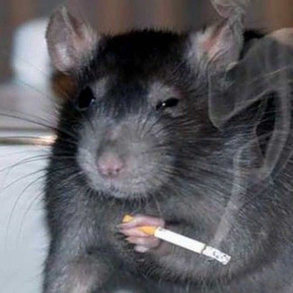 RATRATINHA