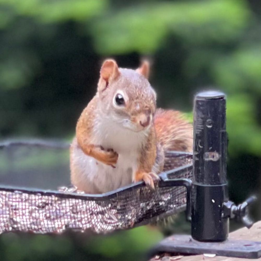 Sciuridae Sciurus
