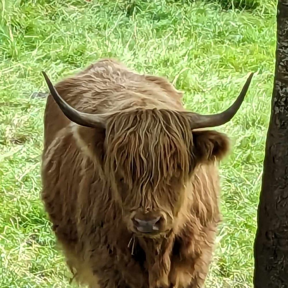 Brunhilde