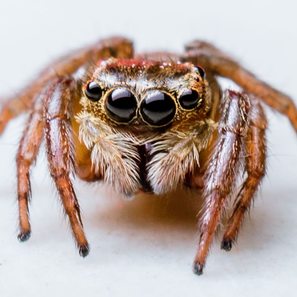 Spider