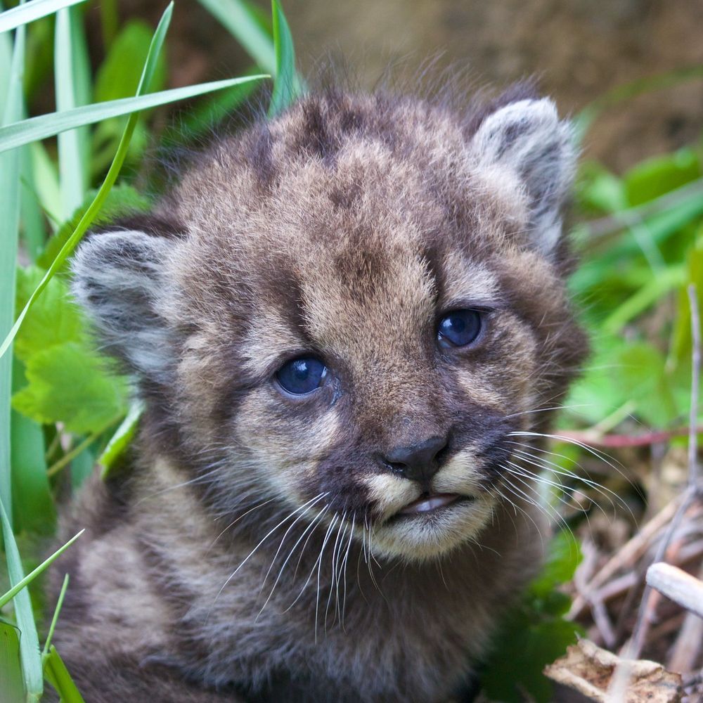 Urban Wildlands — Center for Biological Diversity