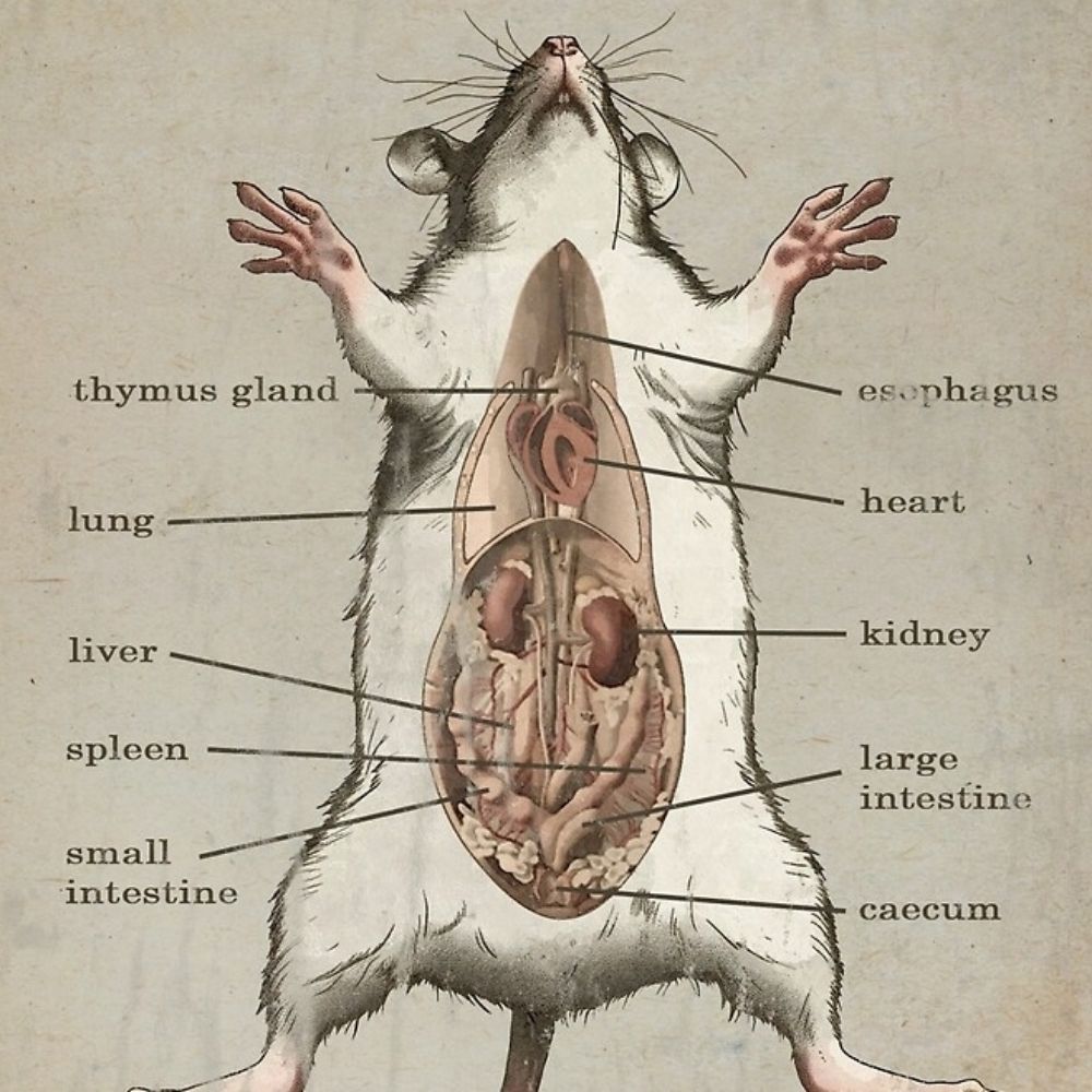 Transgenic Rat Guts