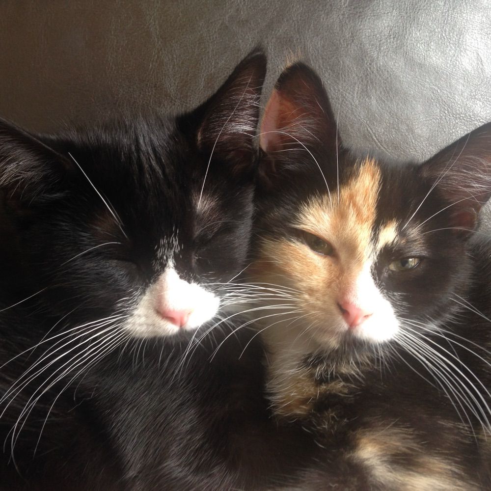 Phoebe, Selene and Mr Binx
