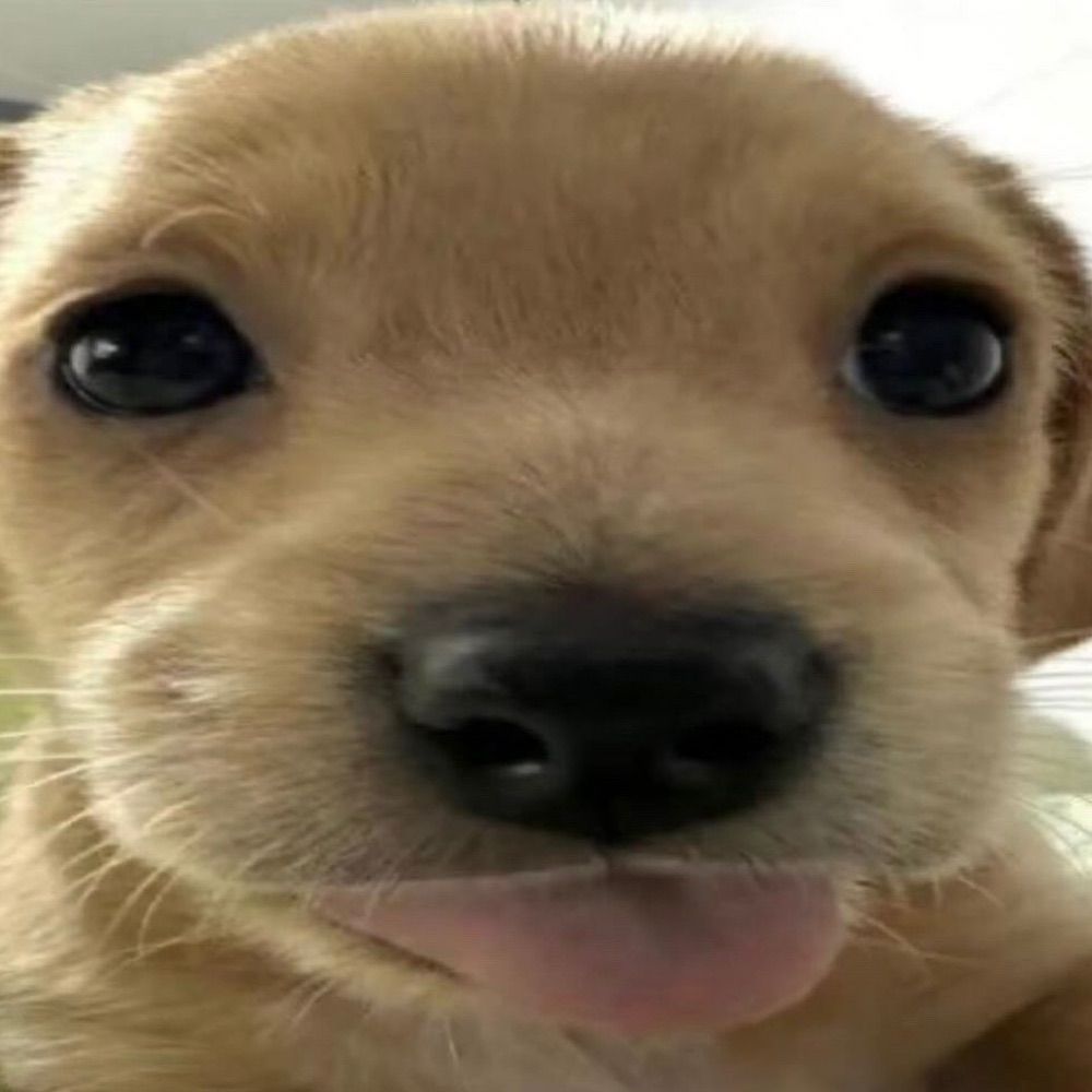 beefku