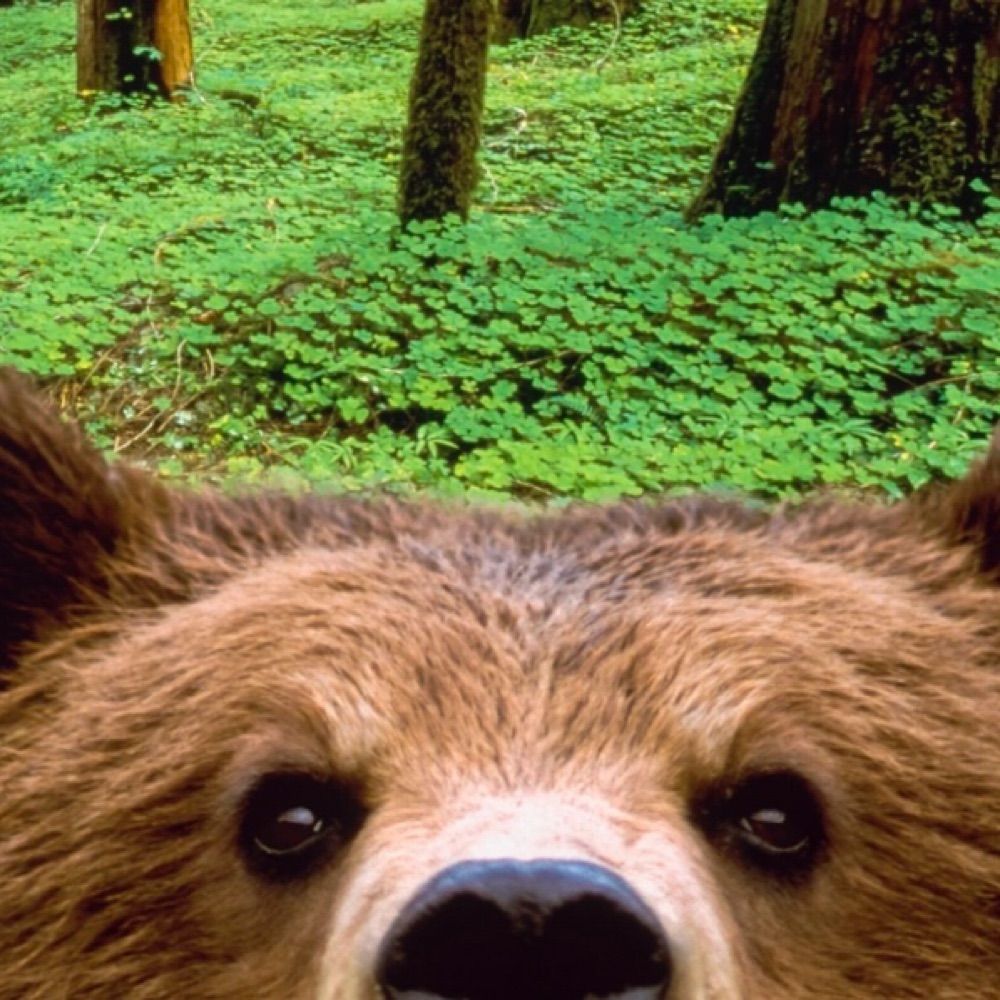 Curious Bear