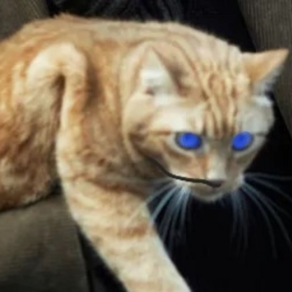 The ginger cat from twitter