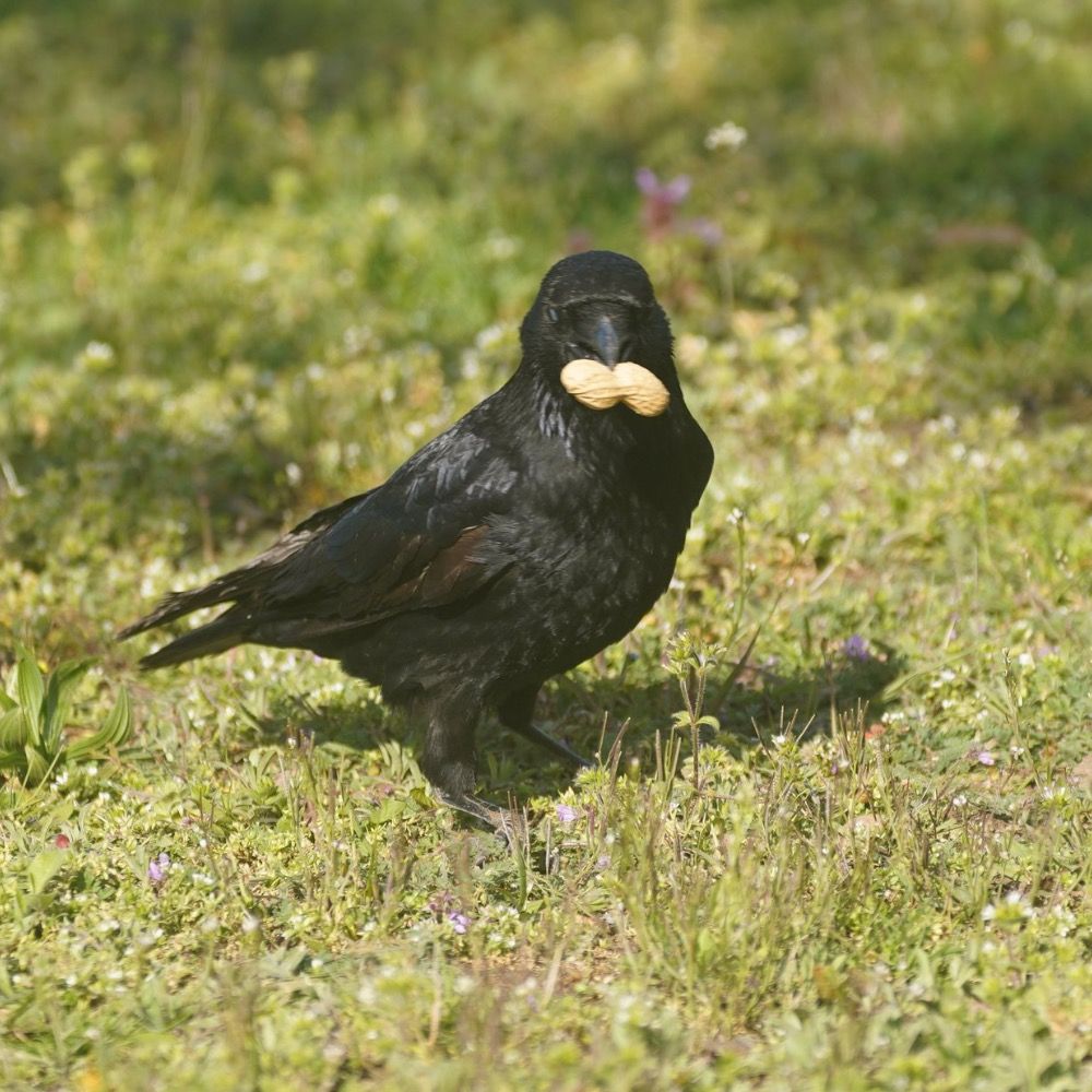 Caw 🐦‍⬛