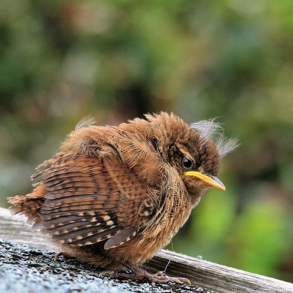 Wren Radford