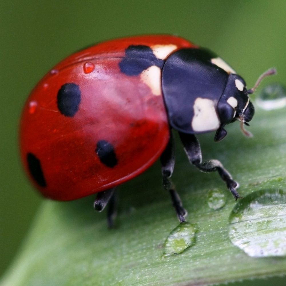 Bugchaser69